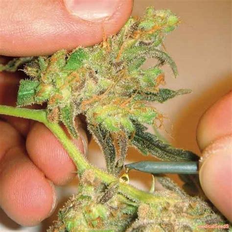 chanel marihuana|Channel Plus Weed Strain Information .